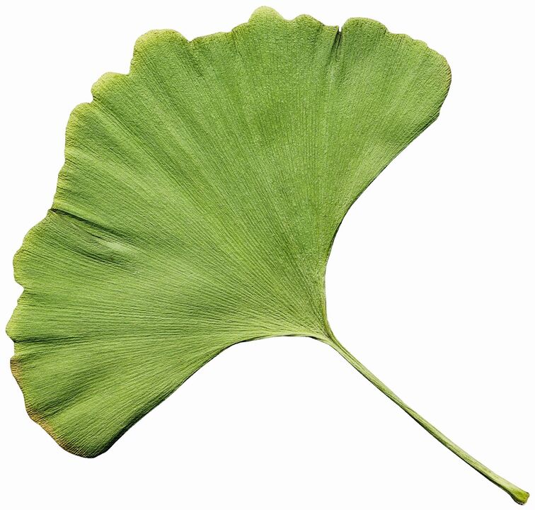 Gingko biloba σε Insuvit για διαβήτη